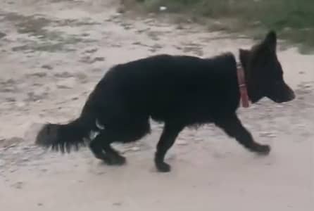 Black German Shepherd