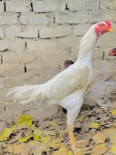 White Shamo Aseel Murga 03107134520