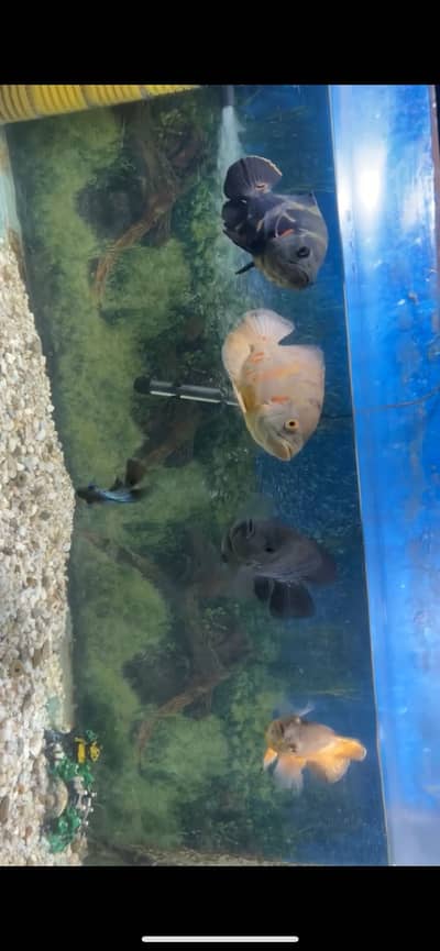 Oscar fish / Texas fish/ Flowerhorn/ RTC/ Sucker fish/ Aquarium
