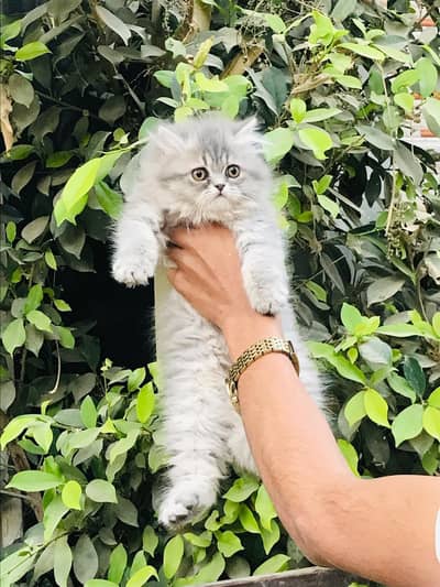 high quality kitten for sale