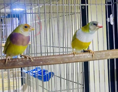 Goldian (breeder pair)