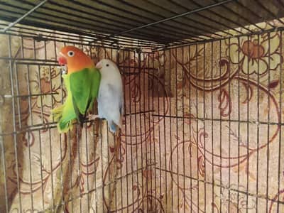 Lovebird Setup Breeder pairs and pieces available