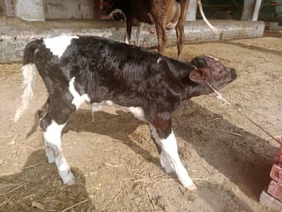 دو تازہ سوا گائے فار سیل