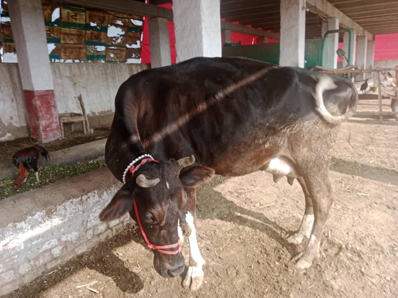 دو تازہ سوا گائے فار سیل 1