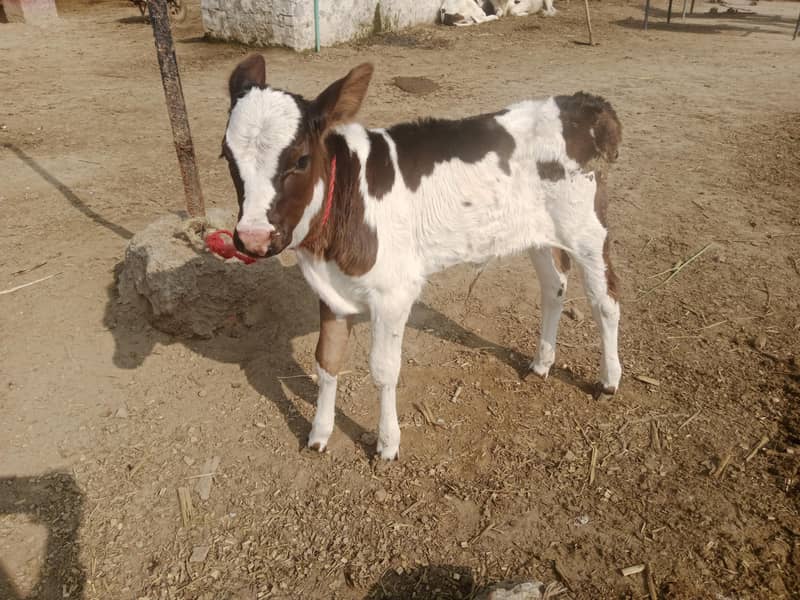 دو تازہ سوا گائے فار سیل 3