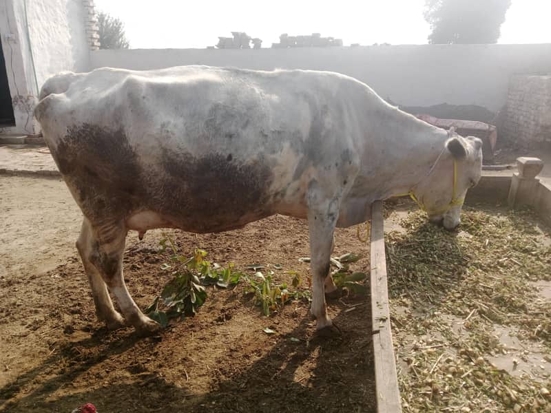 دو تازہ سوا گائے فار سیل 5