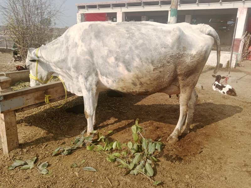 دو تازہ سوا گائے فار سیل 6