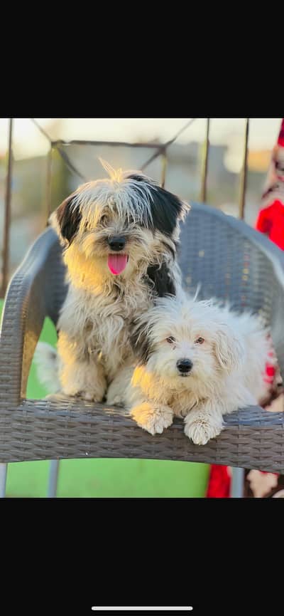 Shitzu female pupp for sale