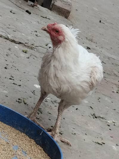 Pure White Heera Aseel Available for sale