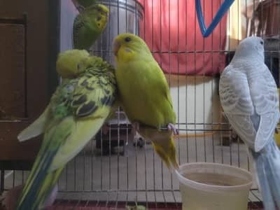 2 breeding pair and 3 kids for sale