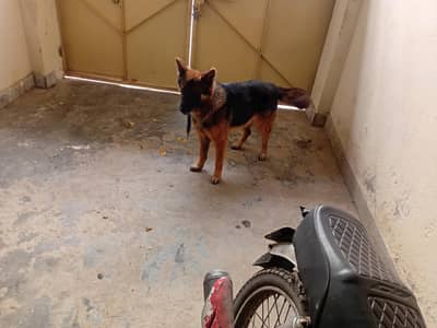 dog full healty active