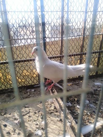 king pigeon