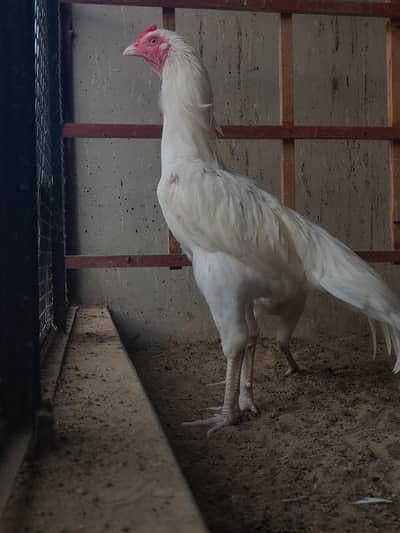 paper white Herra Aseel pair