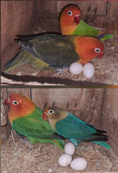 2 Beautiful Breeder pair for Sale. Price: 3000 per pair.   03116130712