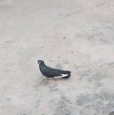 Fancy pigeon for sale