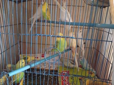 bajri 8pcs pathy each 600 or 2 pcs Bara bajri each piece 700