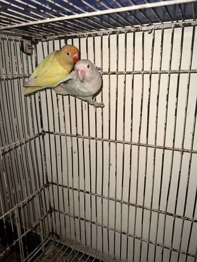 Love birds for sale in Peshawar