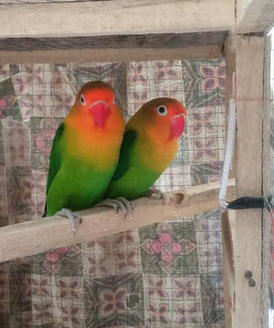 fisher lovebird and finches