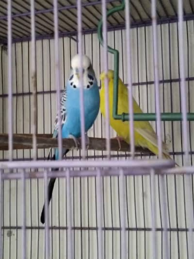 Full King Budige breeder pair under exi.