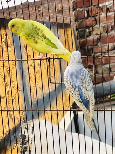 Healthy & Active spangle budgie one king size budgie Breader pair b ha