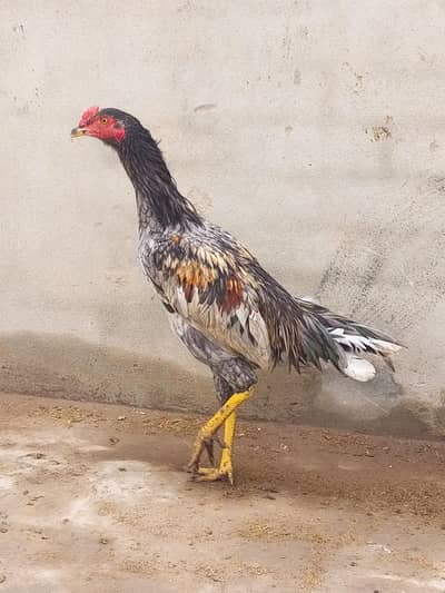 Exchange possible with other birds 0328/9986860