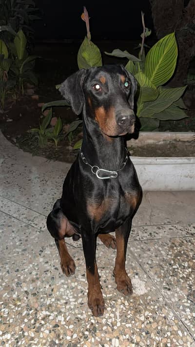 Male Doberman Available for Stud