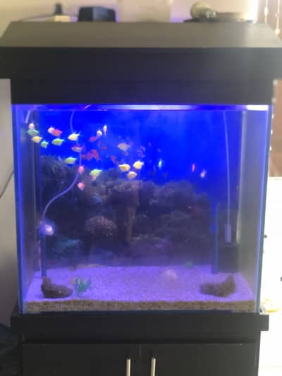 fish aquarium