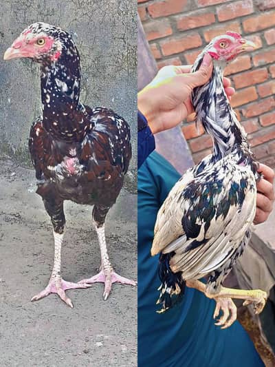 Miawali Cheena Breed pair 6 months