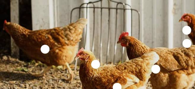 8 months age ha or 1500 per piece total 10 piece ha fully healthy