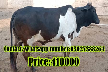 beautiful frozen cross first timer cow