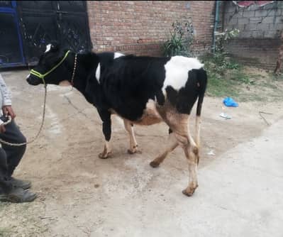 Fresion Valieti Mix Vehri Wachi | cow for Sale | High Milking bany wli