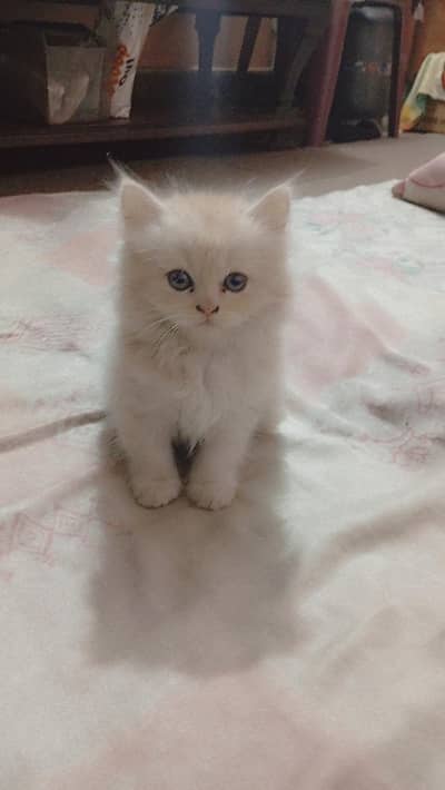 Persian Punch Face Kitten