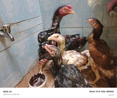 Aseel shamu 50k big 30k small. Lahore