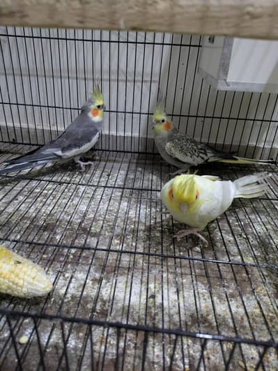 Cocktail Pair and Female for sale