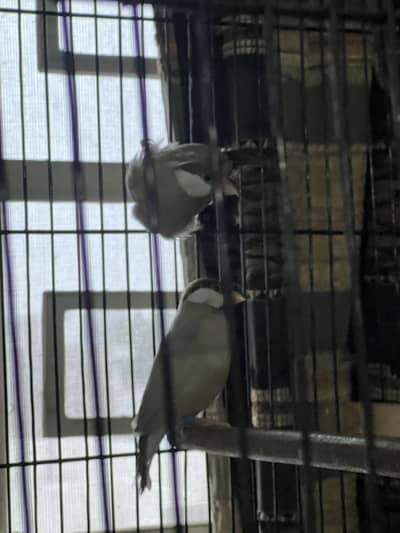 Fawn Java white Java gray Java for sale