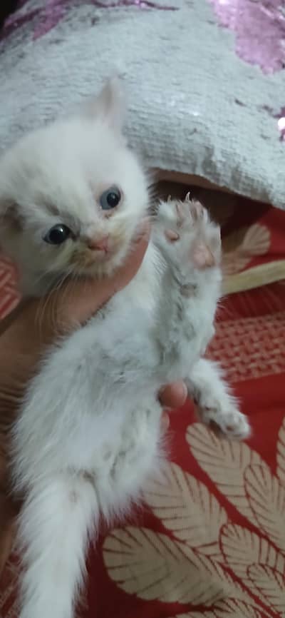 Persian kittens