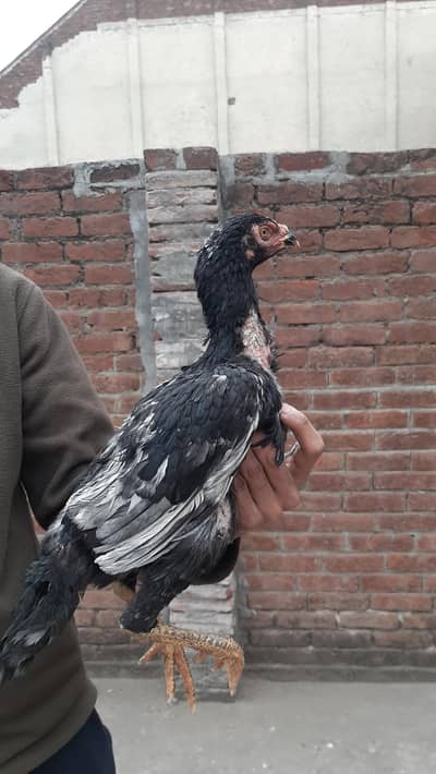 valatiAseel Hens