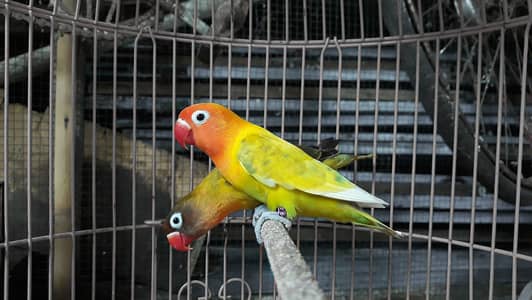 Love Birds for Sale