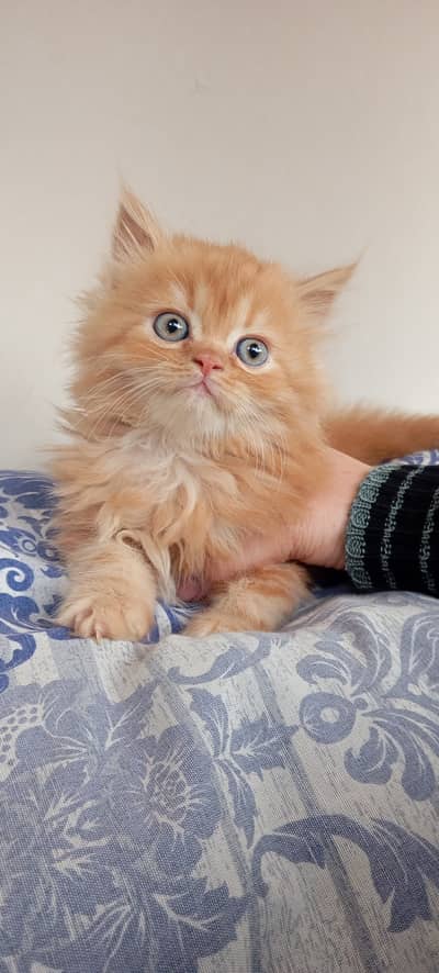 Meet our adorable ginger Persian kitten!