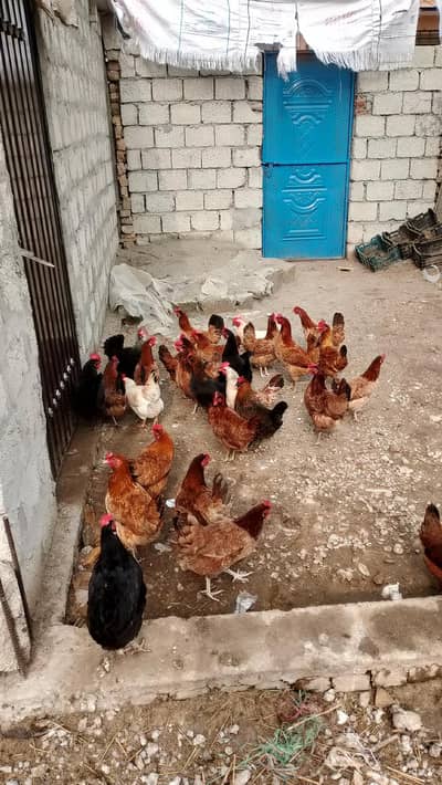Desi Golden Misri Hens Available 99% Egg Production 03338519978