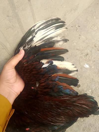 Aseel for sale 03147322389