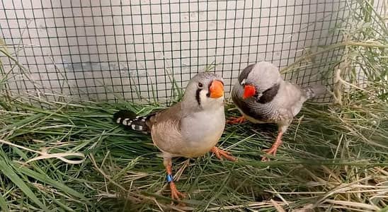 Jumbo finch pair