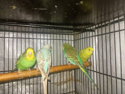 Australian budgies what's app : 0302-6247572