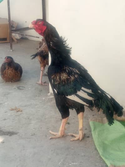 aseel amroha murga for sale healthy and active mzboot gnd jor