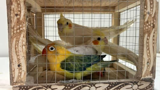 Comen White Cocktail  + parblue opaline  For sale 2 pair