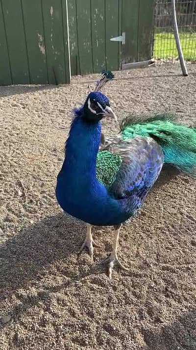 peacock blue shoulder