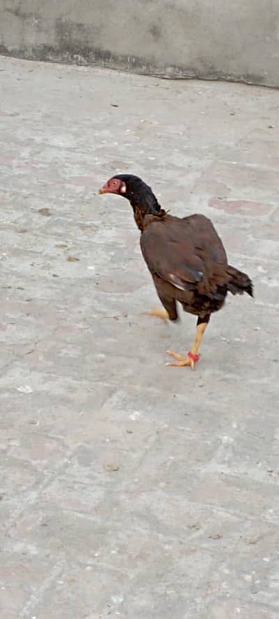 hen for sale with handsome amount