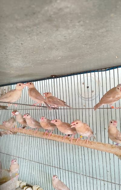 Fawn Java pathe and adult