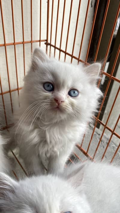 White Persian kitten