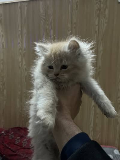 3 Persian Cat Babies